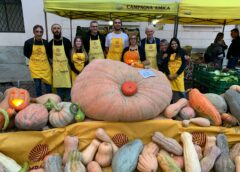 Halloween, -30% rese per le troppe piogge così il maltempo taglia le zucche lombarde